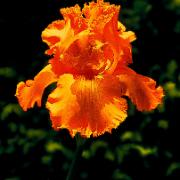 Skäggiris 'Glazed Orange'