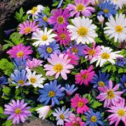 Balkansippa  Mix - XL paket