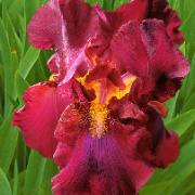 Skäggiris 'Tangerine Charm'