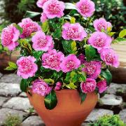 Kamelia 'Italiana'