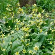 Hundtandslilja 'Pagoda'