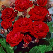 Häckros 'Nina Weibull'