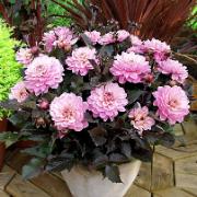 Terrassdahlia 'Melody® Harmony'