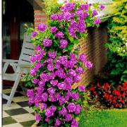 Klätterros 'Indigoletta'