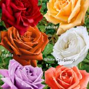 6 storblomstrande rosor i 6 olika sorter