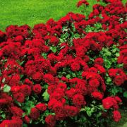 Häckros 'Stromboli' Zon 4