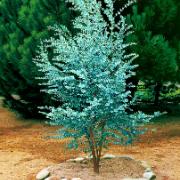 Silvereukalyptus