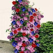 Klematis Mix