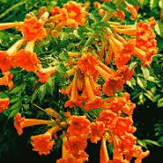 Storblommig trumpetranka 'Madame Galen'