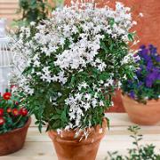 Doftande Jasmin (Parfymjasmin)