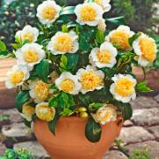 Kamelia 'Brushfield's Yellow'