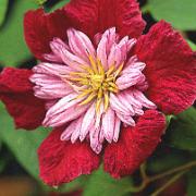 Klematis 'Avant Garde'