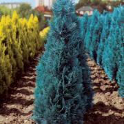 Ädelcypress 'Columnaris'
