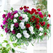 5 Hängnejlikor Mix 'Fontain' Med Hängkruka