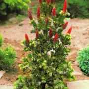 Stickgran 'Lucky Strike'