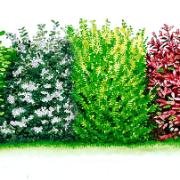 Kollektion Vintergrön häck