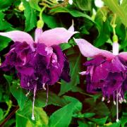 Hängande fuchsia 'Royal Mosaic'