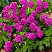 Vinterhärdig Praktnäva 'Birch Double'