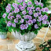Doftpelargon 'Copthorne'