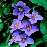 Klockthunbergia