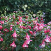 Vinterhärdig fuchsia 'Lady Thumb'