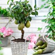 Dvärgpäronträd 'Williams'