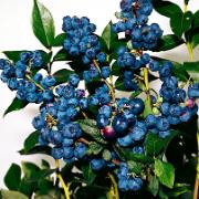 Amerikanskt blåbär 'Goldtraube'
