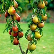 Duopäron 'Conférence' Och 'Bonne Louise'