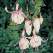 Stående fuchsia 'Annabell' Stående fuchsia 'Annabell'