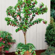 Duokörsbär 'Van' och 'Bigarreau Napoléon'