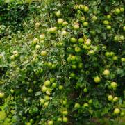 Dvärgäppelträd 'Red Spur Delicious'