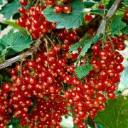 Röda Vinbär 'Jonkheer Van Tets'