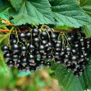 Svarta Vinbär 'Titania'