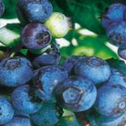 Superstora blåbär "Patriot'