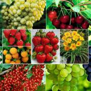 Färdig rabatt 'Pick and Taste'