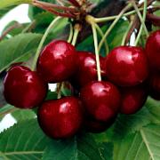 Sötkörsbär 'Kordia'