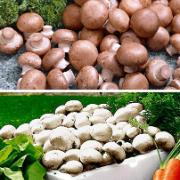 Kombinationserbjudande: 
vita och franska trädgårdschampinjoner