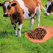 Kogödsel-Plus i form av pellets Kogödsel-Plus i form av pellets