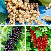 Vinbär Mix 'Titania', 'White Pearl' Och 'Jonkheer Van Tets'