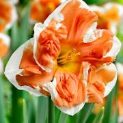 Narcisser 'Apricot Whirl'