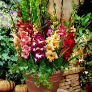 Mini-gladioler Mix
