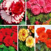 Terrassbegonior 'Prima Donna' Mix