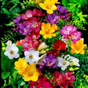 Trädgårdsfresior Mix