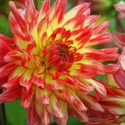 Storblommig Dahlia Eldfågel'