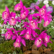 Pleione Tongariro