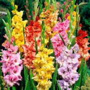 Fjärilsgladioler Mix