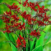 Montbretia 'Lucifer'