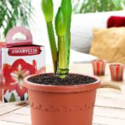Prydnadskruka med amaryllisjord
