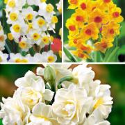 Sommarnarcisser Mix 'Grand Soleil D'Or', 'Avalanche' Och 'Erlicheer'