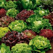 Kombinationserbjudande:
Sallat i 7 sorter